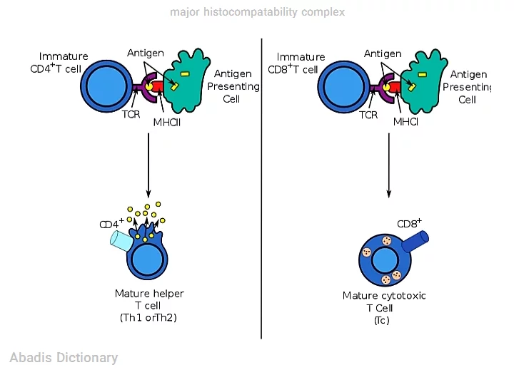 major histocompatability complex